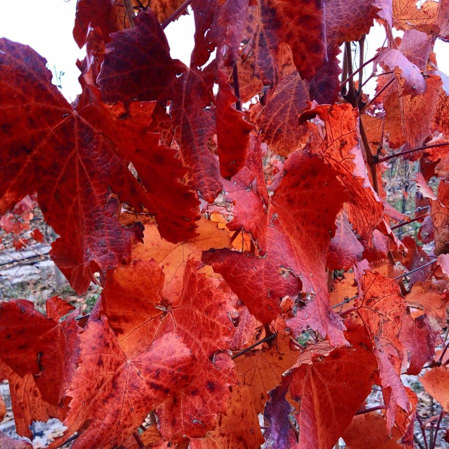 Loft Los Cerezos En Vistalba, Zona De Vinedos Y Bodegas 루한데쿠요 외부 사진