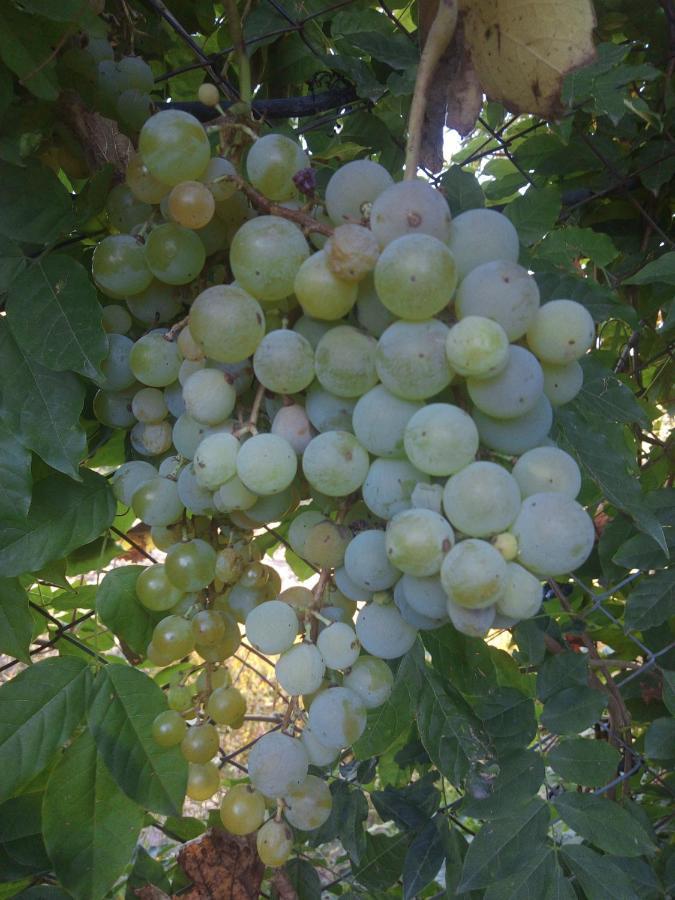 Loft Los Cerezos En Vistalba, Zona De Vinedos Y Bodegas 루한데쿠요 외부 사진